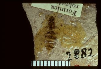 Media type: image;   Entomology PALE-2882 Aspect: full